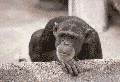 ape image
