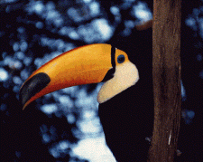 toucan